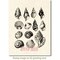Deep Red Stamps Seashell Collection Rubber Cling Stamp 3.2 x 4.1 inches